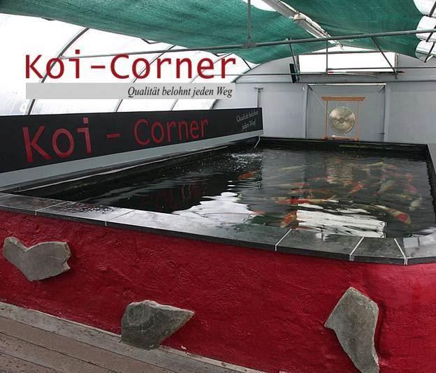 Koi-Corner
