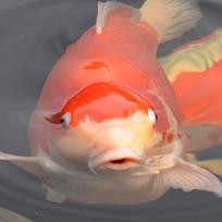 Koi Bilder von Ulli