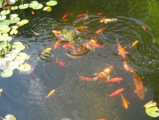 Fischteich