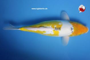 Koi-Karpfen - Ayawakaba - 44cm - 450,00 €