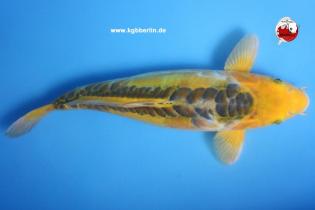 Koi-Karpfen - Ayawakaba - 44cm - 500,00 €