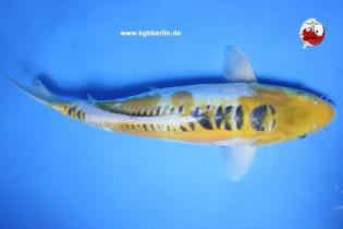 Koi-Karpfen - Ayawakaba - 47cm - 450,00 €