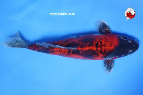 Koi-Karpfen - Doitsu Goshiki - 40cm - 445,00 €
