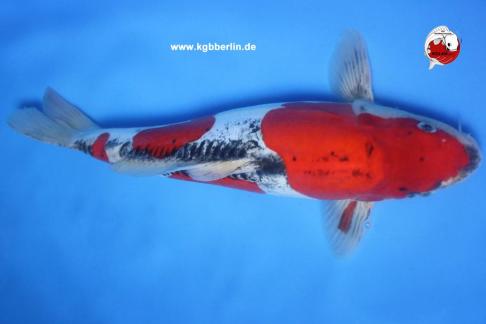 Koi-Karpfen - Doitsu Goshiki - 44cm - 545,00 €