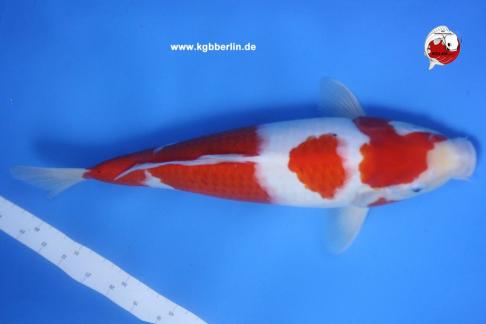 Koi-Karpfen - Doitsu Kohaku - 40cm - 695,00 €