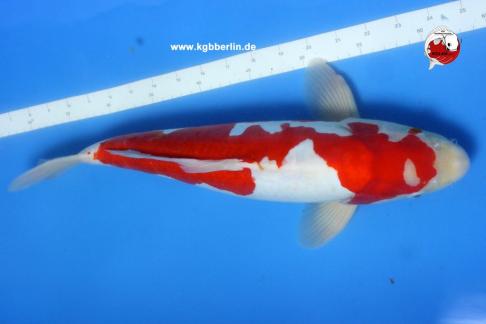 Koi-Karpfen - Doitsu Kohaku - 48cm - 695,00 €