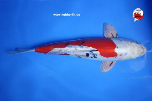 Koi-Karpfen - Doitsu Yamato - 45cm - 385,00 €