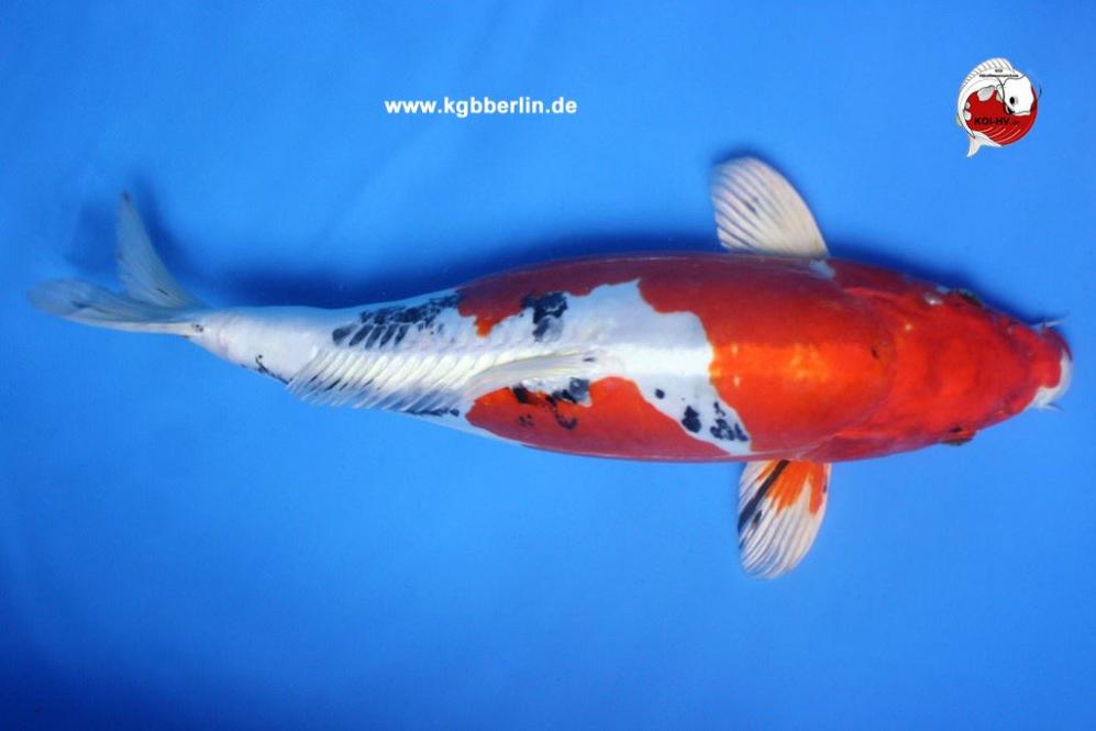 Koi-Karpfen - Doitsu Yamato - 46cm - 485,00 €