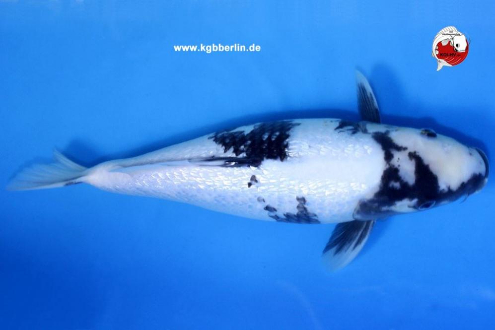 Koi-Karpfen - Ginrin Shiro Utsuri - 42cm - 895,00 €