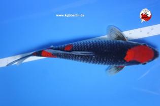 Koi-Karpfen - Goshiki - 41cm - 675,00 €