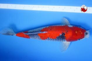 Koi-Karpfen - Goshiki - 43cm - 645,00 €
