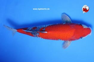 Koi-Karpfen - Goshiki - 45cm - 495,00 €
