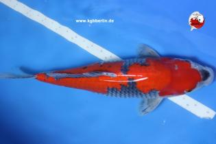 Koi-Karpfen - Goshiki - 48cm - 945,00 €