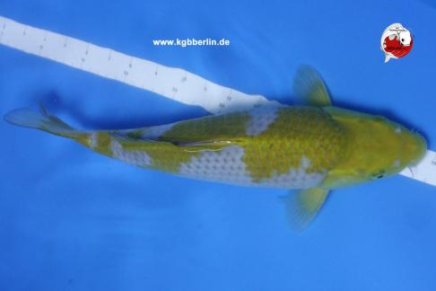 Koi-Karpfen - Green Ochiba Shigure - 40cm - 900,00 €