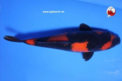 Koi-Karpfen - Hi Utsuri - 45cm - 1.450,00 €