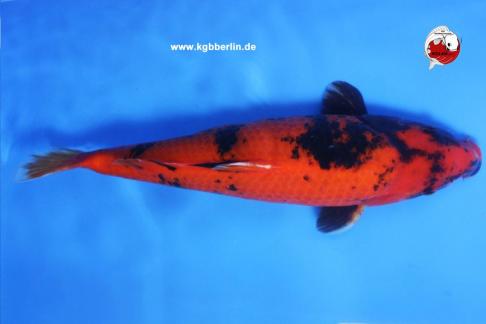 Koi-Karpfen - Hi Utsuri - 45cm - 375,00 €
