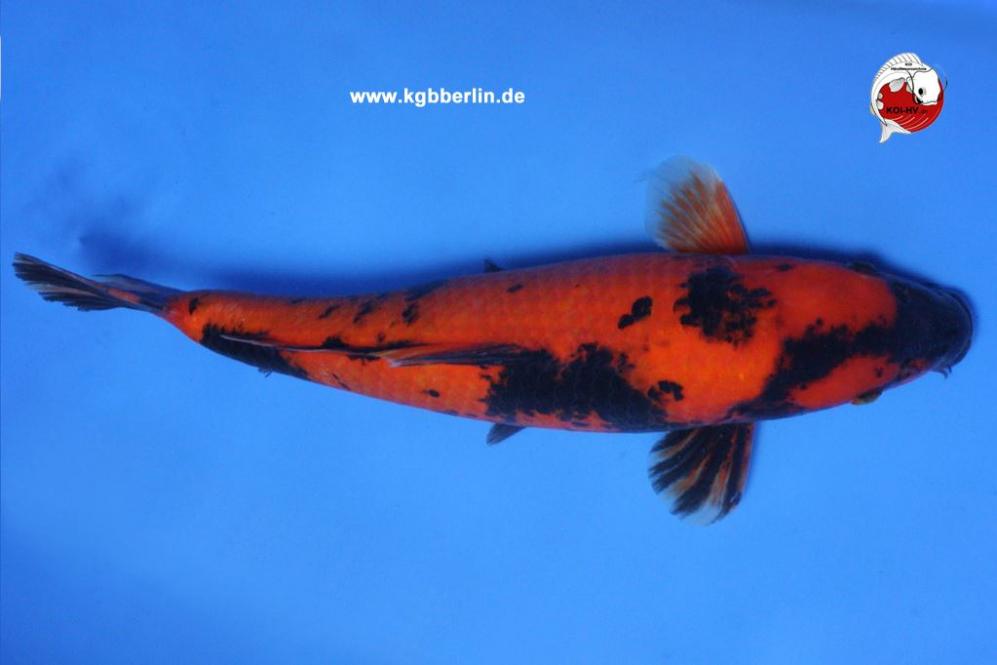 Koi-Karpfen - Hi Utsuri - 52cm - 545,00 €
