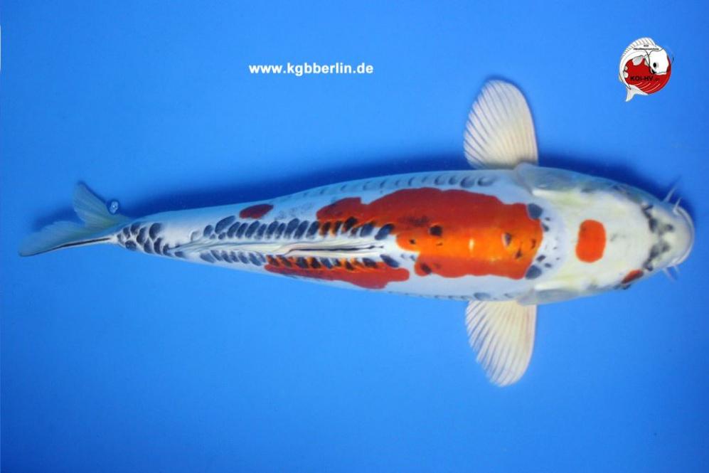 Koi-Karpfen - Maruten Doitsu Kujaku - 46cm - kein Preis