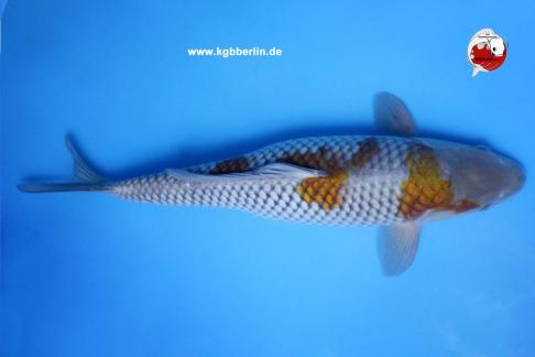 Koi-Karpfen - Ochiba Shigure - 45cm - 385,00 €