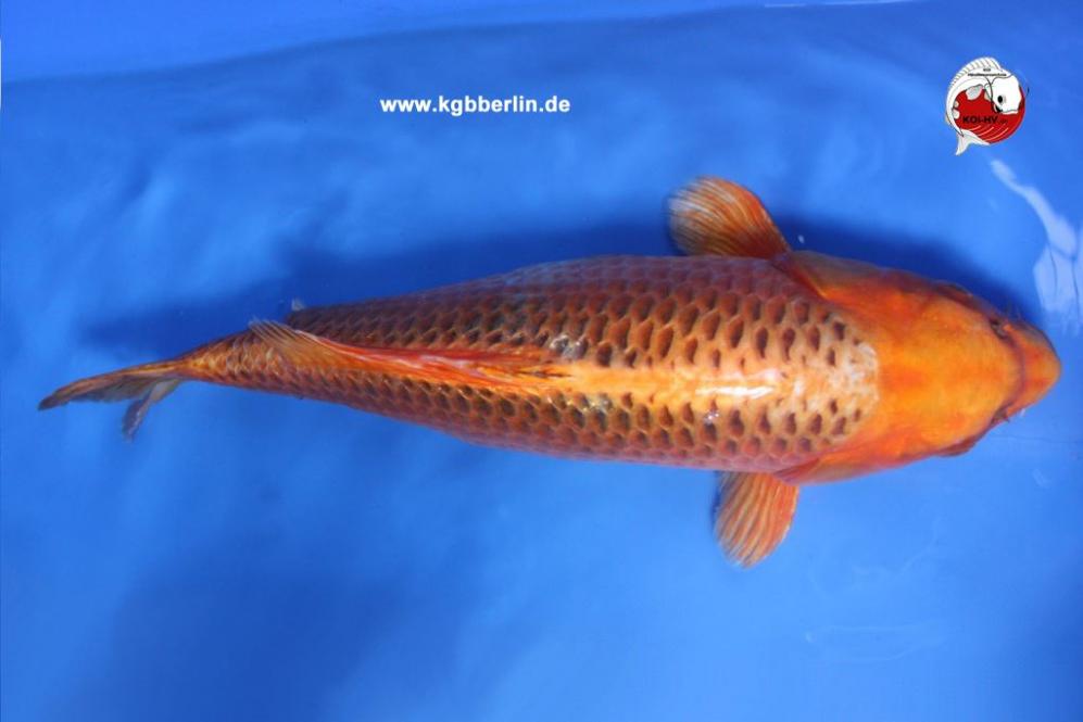 Koi-Karpfen - Orenji Ogon - 53cm - 535,00 €