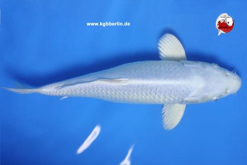 Koi-Karpfen - Platinum Ogon - 44cm - 695,00 €