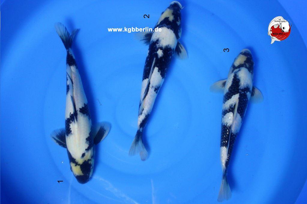 Koi-Karpfen - Shiro Utsuri - 40cm - 345,00 €
