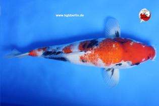 Koi-Karpfen - Showa - 47cm - 385,00 €