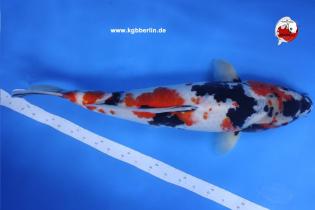 Koi-Karpfen - Showa - 47cm - 850,00 €