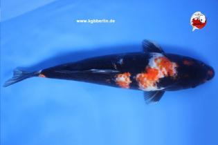 Koi-Karpfen - Showa - 48cm - 335,00 €