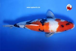 Koi-Karpfen - Showa - 50cm - 425,00 €