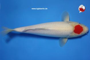 Koi-Karpfen - Tancho Kohaku - 43cm - 375,00 €