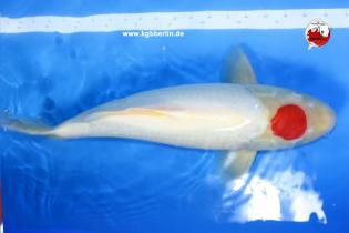 Koi-Karpfen - Tancho Kohaku - 55cm - 1.700,00 €