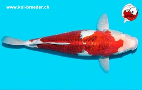 Koi-Karpfen - Ai Goromo - 50cm - 1.145,00 €