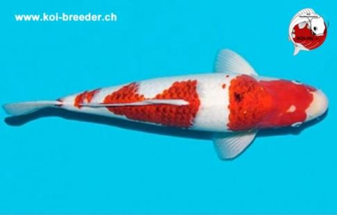 Koi-Karpfen - Ai Koromo - 50cm - 815,00 €