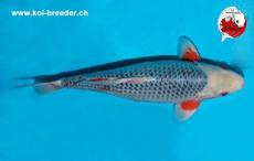 Koi-Karpfen - Asagi - 47 cm - kein Preis