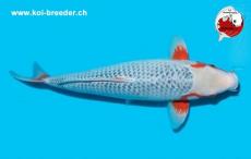 Koi-Karpfen - Asagi - 47 cm - kein Preis