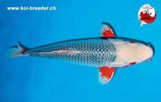 Koi-Karpfen - Asagi - 47 cm - kein Preis