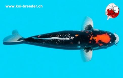 Koi-Karpfen - Beni Kumonryu - 48cm - 1.145,00 €
