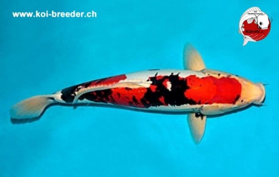 Koi-Karpfen - Beni Kumonryu - 55cm - 1.145,00 €