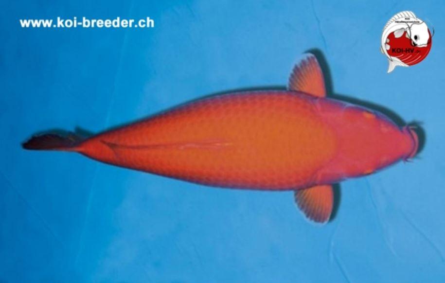 Koi-Karpfen - Benigoi - 64cm - 3.705,00 €