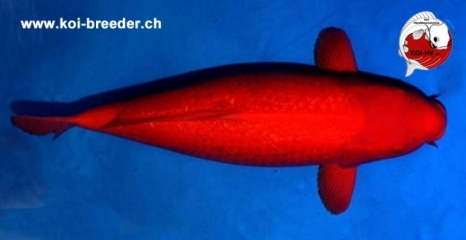 Koi-Karpfen - Benigoi - 67cm - 2.390,00 €