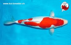 Koi-Karpfen - Doitsu Kohaku - 47cm - kein Preis