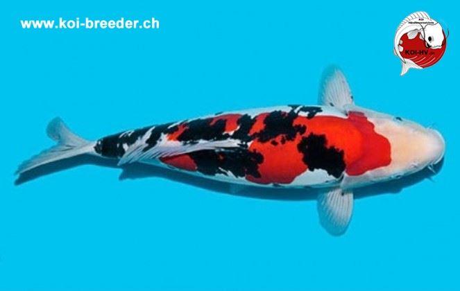 Koi-Karpfen - Doitsu Sanke - 45 cm - kein Preis