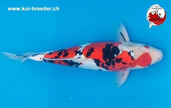 Koi-Karpfen - Doitsu Sanke - 50cm - kein Preis