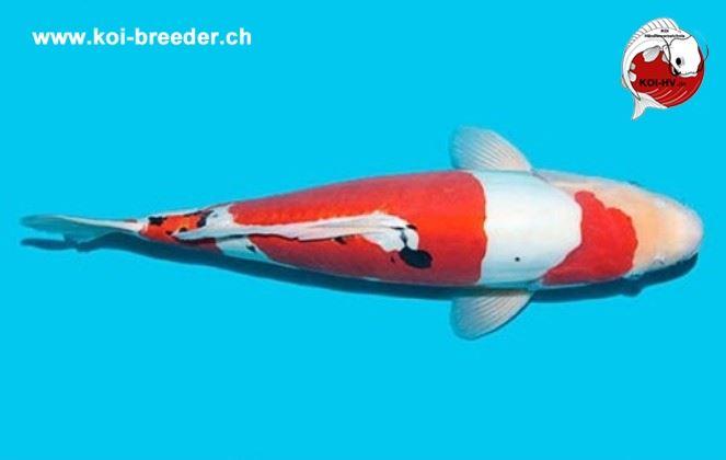 Koi-Karpfen - Doitsu Sanke - 51cm - kein Preis