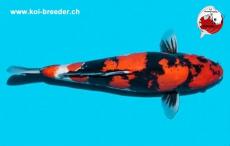 Koi-Karpfen - Doitsu Showa - 42 cm - kein Preis