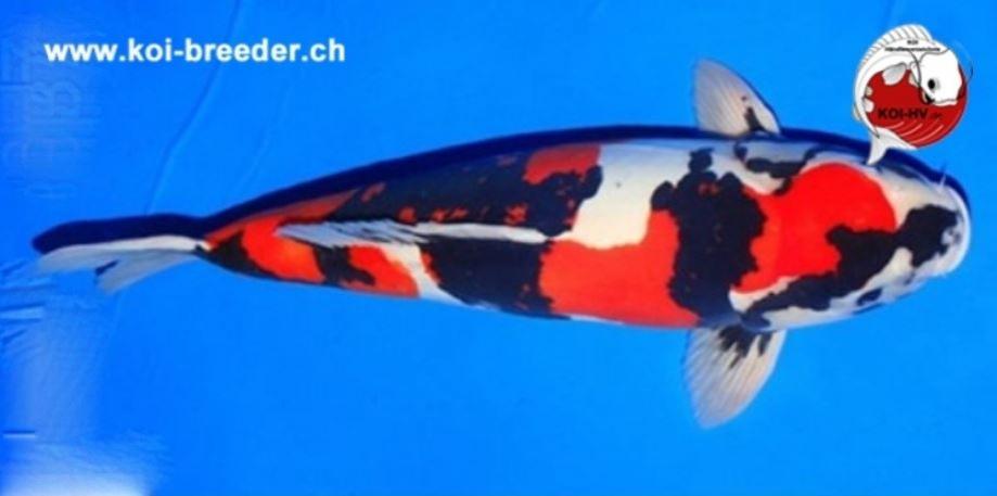 Koi-Karpfen - Doitsu Showa - 56cm - 3.700,00 €