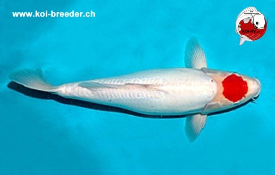 Koi-Karpfen - Doitsu Tancho - 48cm - 1.300 €