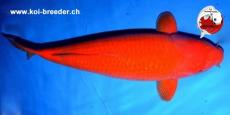 Koi-Karpfen - Ginrin Benigoi - 62cm - kein Preis