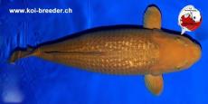 Koi-Karpfen - Ginrin Chagoi - 81cm - kein Preis